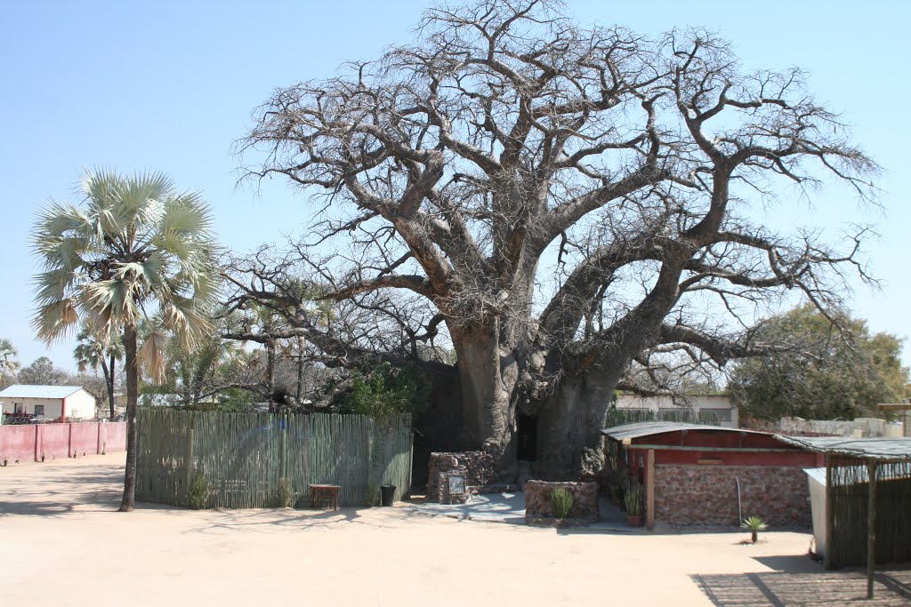 baobab2